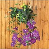 clematis star of india 2 pre planted hanging baskets