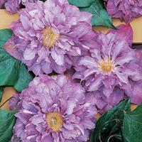 clematis vyvyan pennell large plant 2 clematis plants in 3 litre pots