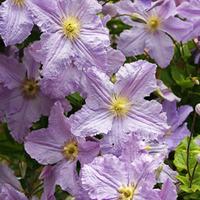 clematis blekitny aniol large plant 2 clematis plants in 3 litre pots