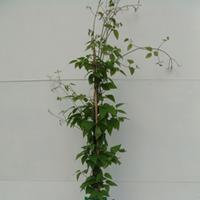 Clematis \'Justa\' (Large Plant) - 2 clematis plants in 3 litre pots