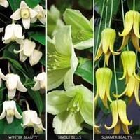 Clematis \'Bell Flowered Collection\' - 3 clematis plants in 7cm pots - 1 of each variety
