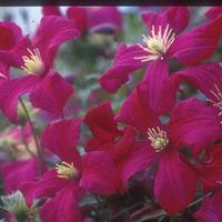 clematis viticella royal velours large plant 2 clematis plants in 3 li ...