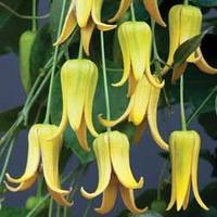 Clematis repens \'Summer Beauty\' - 2 clematis plants in 7cm pots