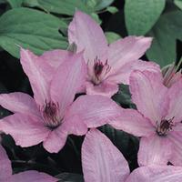 Clematis \'Hagley Hybrid\' (Large Plant) - 2 clematis plants in 3 litre pots