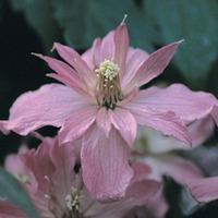 Clematis \'Broughton Star\' (Large Plant) - 2 clematis plants in 3 litre pots