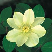 Clematis \'Guernsey Cream\' (Large Plant) - 1 clematis plant in 3 litre pot