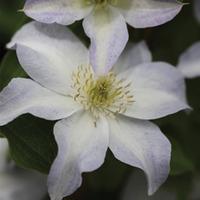 Clematis \'Yukikomachi\' (Large Plant) - 2 clematis plants in 3 litre pots