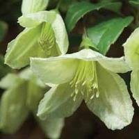 clematis cirrhosa jingle bells 1 clematis plant in 7cm pot