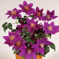 clematis flora174 bijou evison amp poulsen174 1 trellis plant 2 litre