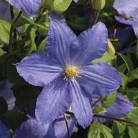 Clematis Vistula 1 Trellis Plant 2 Litre Pot