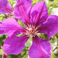 clematis honora large plant 1 clematis plant in 3 litre pot