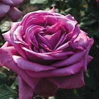 Claude Brasseur 1 Bare Root Rose