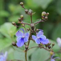 Clerodendron \'Ugandense\' - 2 clerodendron plants in 7cm pots