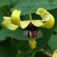 Clematis intricata \'Harry Smith\' - 2 clematis plants in 7cm pots