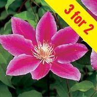 Clematis Dr Ruppel 3 Plants 9cm Pot