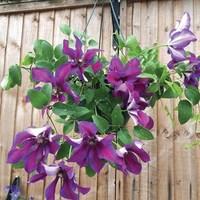 clematis mrs n thompson 1 pre planted hanging basket