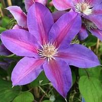 clematis mrs n thompson 1 plant 7cm pot