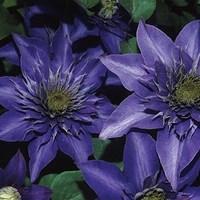 clematis multi blue 1 plant 2 litre pot