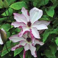 clematis omishoro 1 plant 2 litre pot