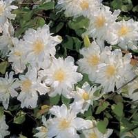 Clematis Sylvia Denny 1 Plant 2 Litre Pot