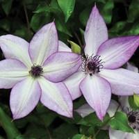 clematis utopia 1 plant 2 litre pot