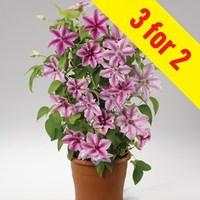 Clematis Ooh La La 3 Plants 7cm Pot