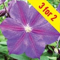 Clematis Star of India 3 Plants 7cm Pot