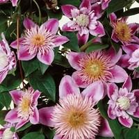 Clematis Regal Josephine Evison & Poulsen® 1 Plant 9cm Pot