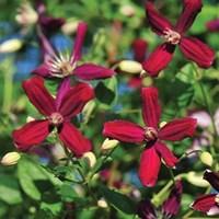 Clematis Sweet Summer Love 1 Plant 9cm Pot