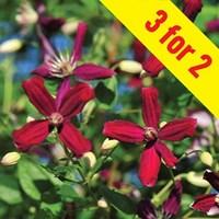 Clematis Sweet Summer Love 3 Plants 9cm Pot