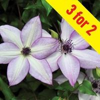 clematis utopia 3 plants 9cm pot