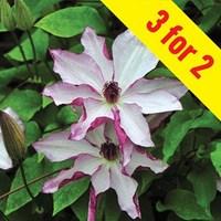 clematis omishoro 3 plants 9cm pot