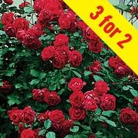Climbing Rose Etoile de Hollande 3 Plants 3 Litre