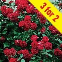 climbing rose etoile de hollande 3 plants 3 litre