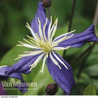 Clematis x aromatica - 1 clematis plant in 7cm pot + 1 Tower Pot™