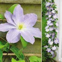 Clematis (Top to Bottom) \'Success Lavender Blue\' - 1 clematis plug plant
