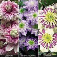 Clematis \'Fantasy Collection\' - 3 clematis plants - 1 of each variety