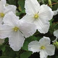 Clematis \'Prince George\' - 1 clematis plant in 7cm pot