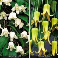 Clematis Summer and Winter flowering Collection - 2 clematis plants in 7cm pots