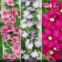 Clematis (Top To Bottom) \'Success Collection\' - 3 clematis plug plants - 1 of each variety