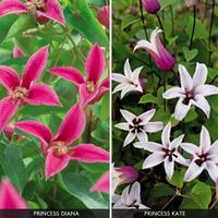 Clematis \'Royal Ladies Duo\' - 2 clematis plants in 7cm pots - 1 of each variety