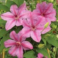 Clematis (Top to Bottom) \'Success Salmon\' - 1 clematis plug plant