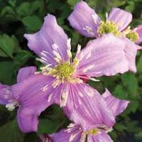 Clematis \'Continuity\' - 1 clematis plant in 7cm pot