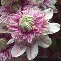 Clematis \'Josephine\' - 1 clematis plant