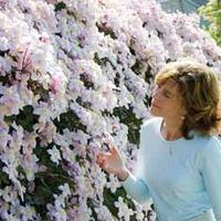 clematis montana mayleen 2 clematis plants in 7cm pots