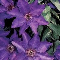 Clematis The President 1 Plant 7cm Pot