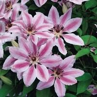 Clematis Nelly Moser 1 Plant 7cm Pot