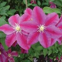 clematis sunset 1 x 7cm pot plant