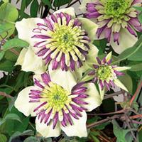 Clematis \'Viennetta\' - 1 clematis plug plant