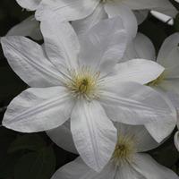 Clematis \'Shirayukihime\' (Large Plant) - 2 clematis plants in 3 litre pots